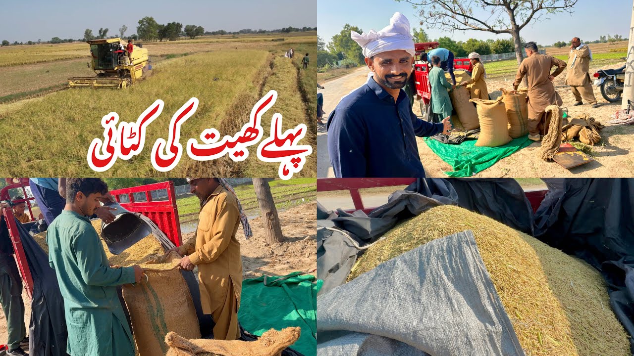 Мы получили хорошую ставку за урожай риса, будет прибыль, АльхамдулиЛлях.