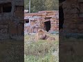 ❤️Лев Симба и его дом. #lions #shorts #animals #shortvideo