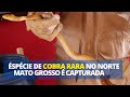 Espécia de COBRA RARA no norte de Mato Grosso é capturada.