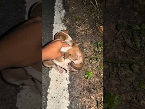 Saving Motherless Puppies #rescuedogs #puppies