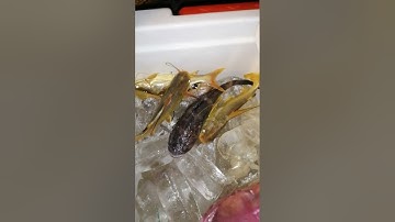 câu cá cần giờ tam Thôn hiệp cầu an nghĩ