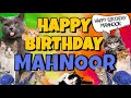 Happy Birthday Mahnoor! Crazy Cats Say Happy Birthday Mahnoor (Very Funny)