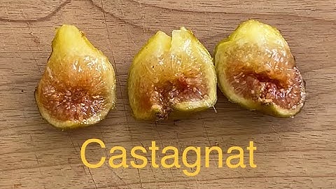 Castagnat FDM Tasting