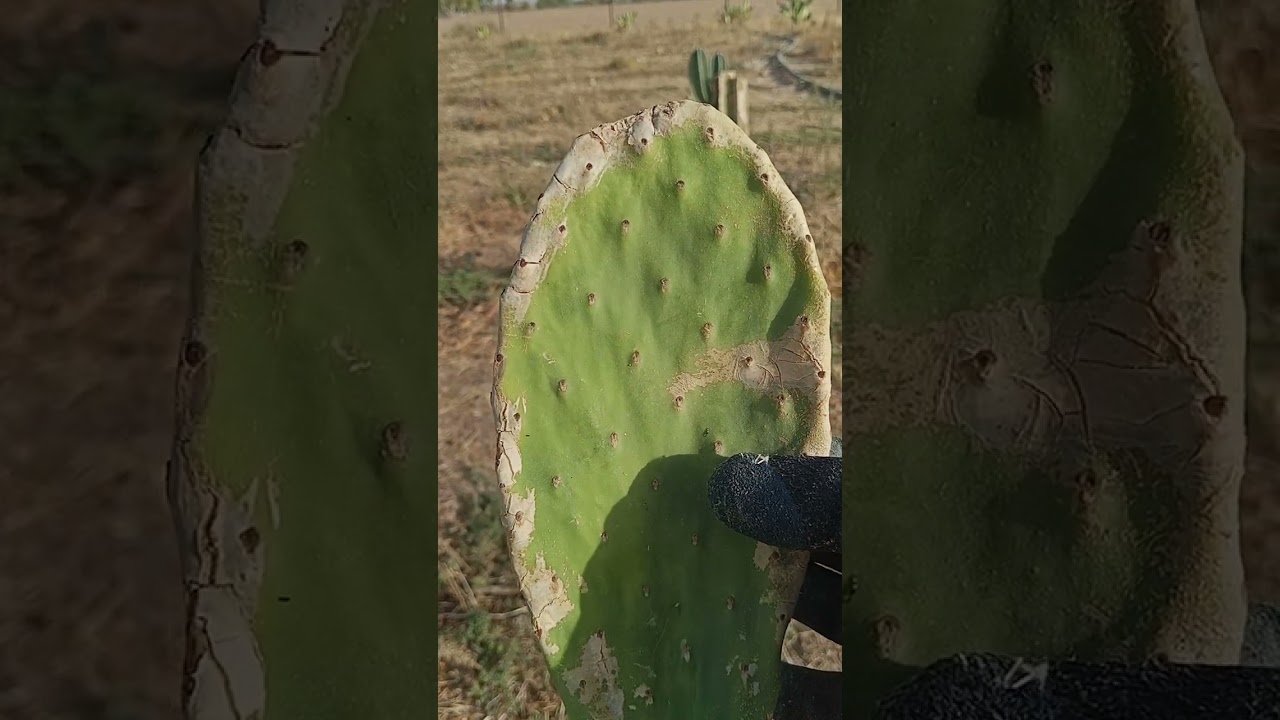 زراعة اربع اصناف من التين الشوكي الهجين  الاحمر والاصفر والابيض والسوري العسلي