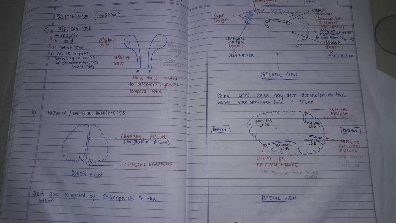 Forebrain or prosencephalon explained in hindi