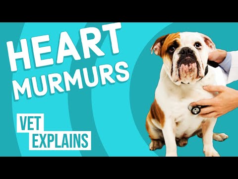 Vídeo: Heart Murmurs in Dogs