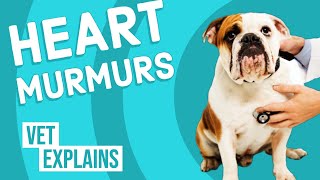 Heart Murmurs in Dogs