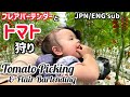 【ワンダーファーム】トマト大好き娘が初めてトマト狩りに行った結果…いわきの有名パフォーマー登場! Tomato picking in Iwaki@いわきFCにわかファン