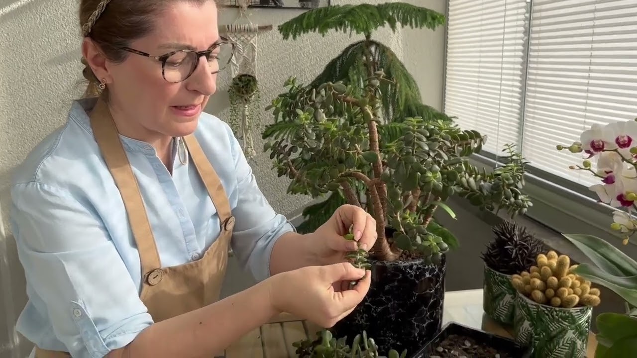 Crassula ovata (Yeşim ağacı)