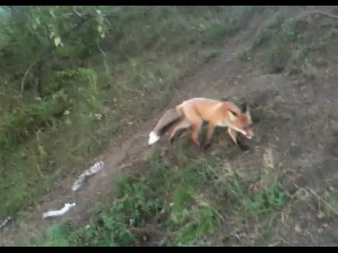 Видео: Лисы выходят к людям потеря страха