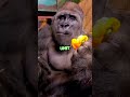 Gorilla's Mouth Surprise! 🦍 | #short #youtubeshort #fyp