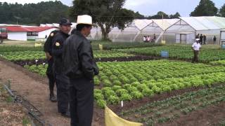 FOOD SECURITY IN GUATEMALA