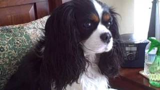 Lacey, my Cavalier King Charles Spaniel, trying to nap.