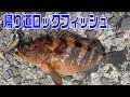 【ロックフィッシュ】根掛かり激減ジグヘッドとハタ喰い魚子を使ってキジハタ、マゴチ狙い！