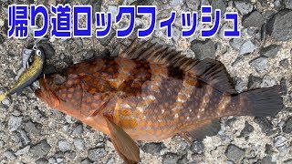 【ロックフィッシュ】根掛かり激減ジグヘッドとハタ喰い魚子を使ってキジハタ、マゴチ狙い！