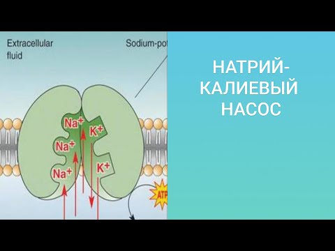 Натрий-калиевый насос