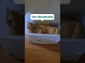 I hate that dog! #PetPOV #CatVsDog #SavageCat #FunnyPets #fypシ #petlife