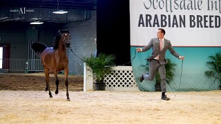 The Scottsdale Arabian Horse Show 2023