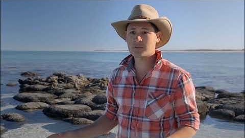 How Stromatolites Form