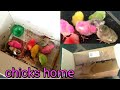 Colour chicks  how to make a box home for chicks #allinone