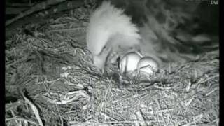 Decorah Eagles First Egg Pip and Hatch