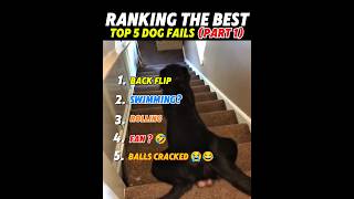 Ranking The Funny Dogs Fails 😂