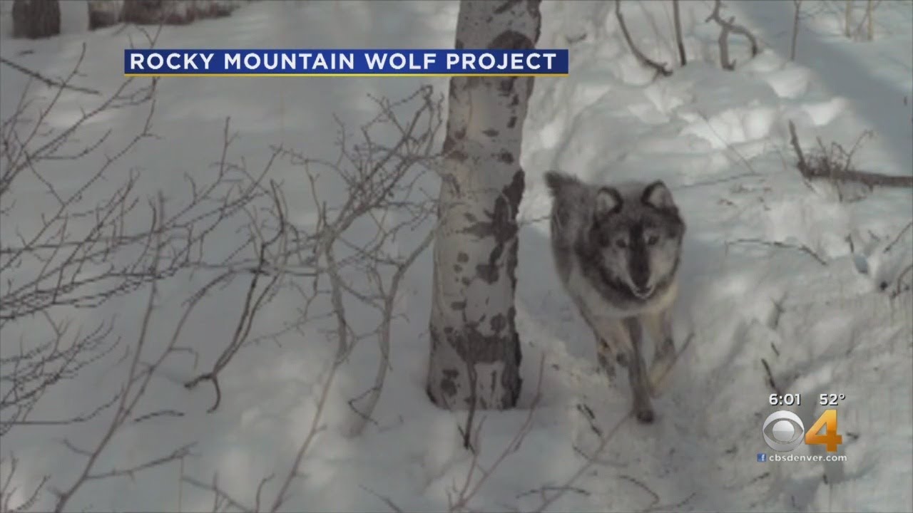 Colorado Wildlife Officials Believe Wolf Pack Scavenged Elk Carcass