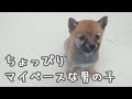 【豆柴】子犬　12/7　男の子♂2　摂州宝山荘　mameshiba dog Puppy （mame shiba inu)