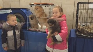 Экзотические породы кошек и собак на выставке в Бресте Экзотические породы кошек и собак на выставке в Бресте