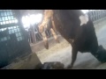 WATCH: Cows Kicked, Stabbed and Dragged at Dairy Factory Farm