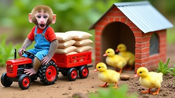 Monkey Nana drove the tractor back with the wood and built a new duck coop - NANA MONKEY LIFE