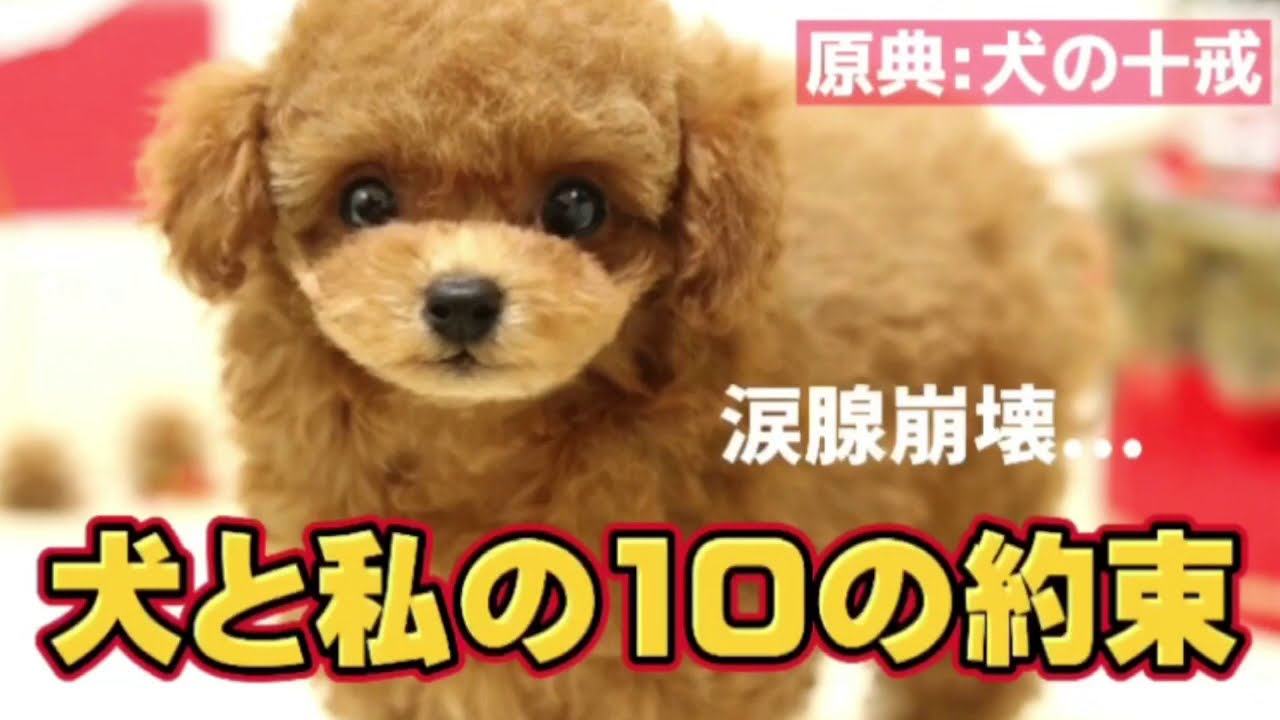 Download 犬の十戒 犬と私の10の約束