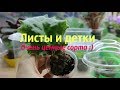 ✿Листы и детки моих сортовых фиалок в июне✿