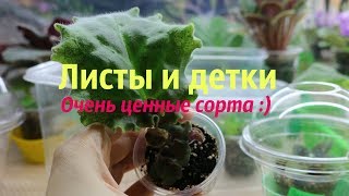 ✿Листы и детки моих сортовых фиалок в июне✿