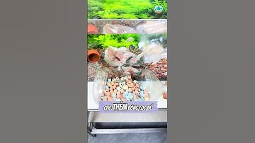 Chế lọc cho bể cá siêu đơn giản - Thủy Sinh 4U