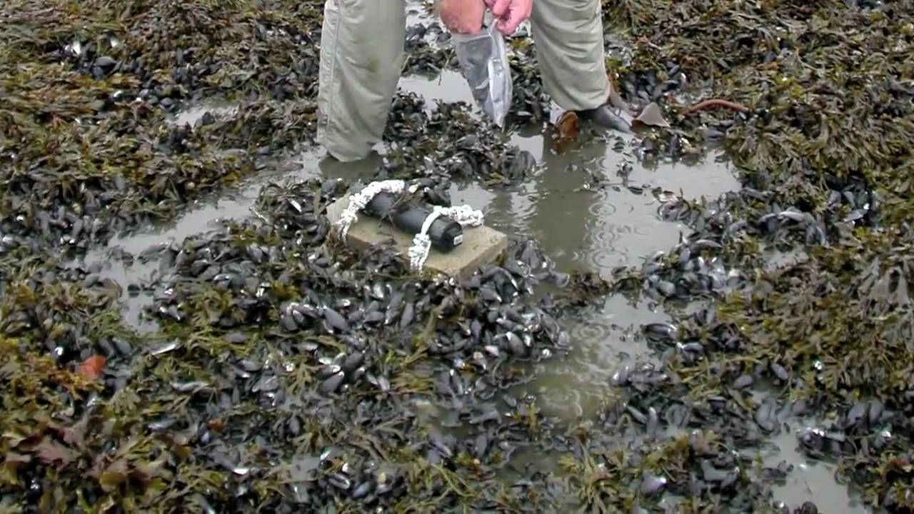 Gulf Oil Spill Effects On Wildlife - YouTube