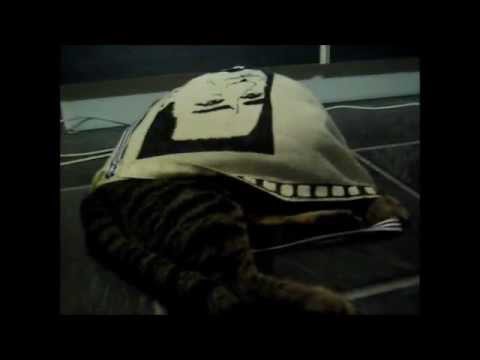 cat animal hospital near me A cat in the bag