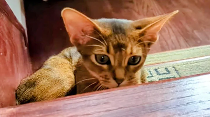 Watch the video about Abygayle & Eliza