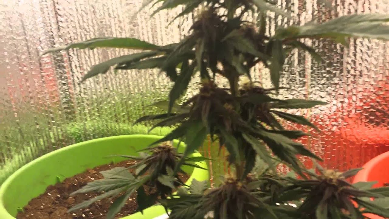 Purple Auto Pot Plant