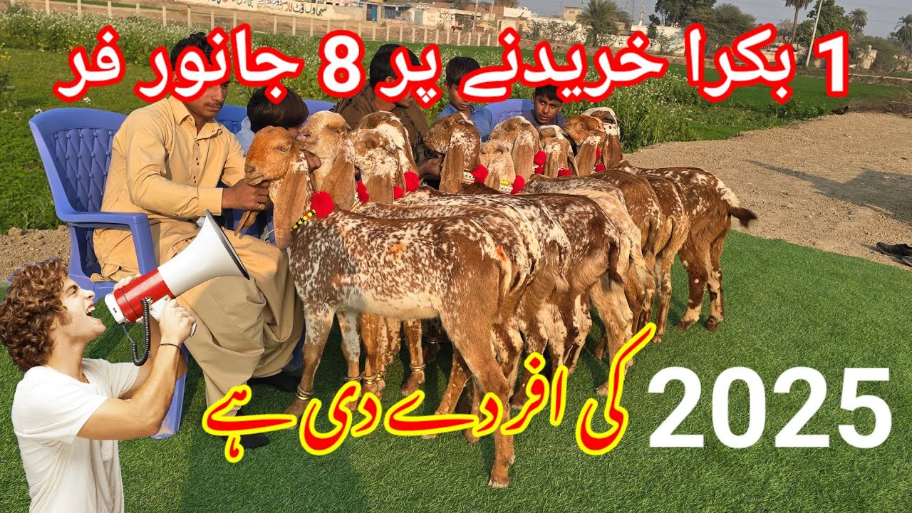 Pakistan Sabir goat farm video 1 bakra 8 bakriyan free 🔥 2025 - YouTube
