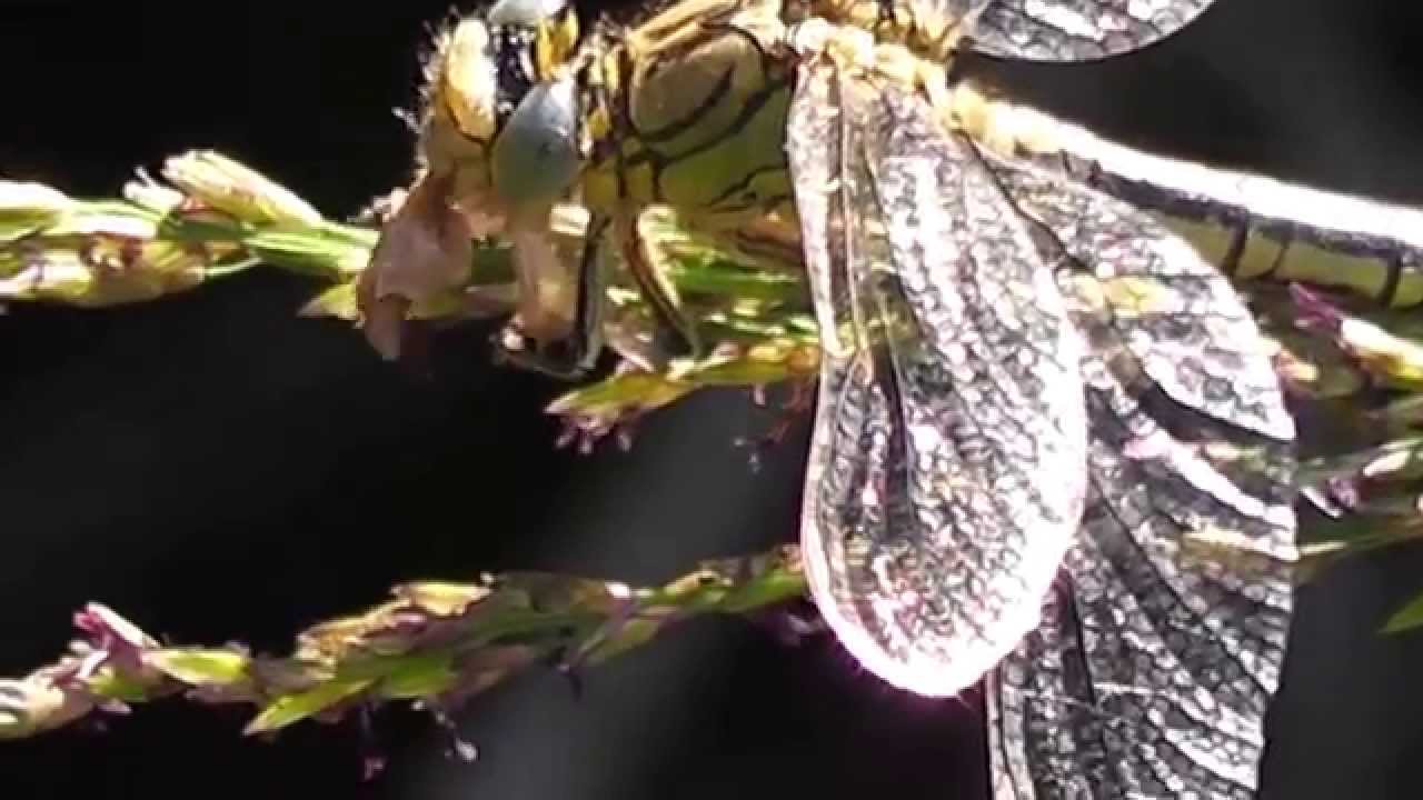 Tiere des Waldes 2013 - YouTube