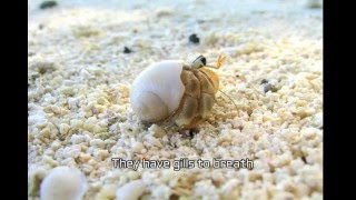 Hermit Crab the Crab that Wears Clothes Made of Shells