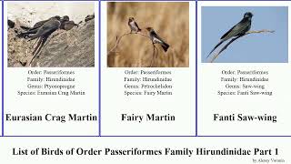 List of Birds of Order Passeriformes Family Hirundinidae Part 1 swallow martin african tibialis