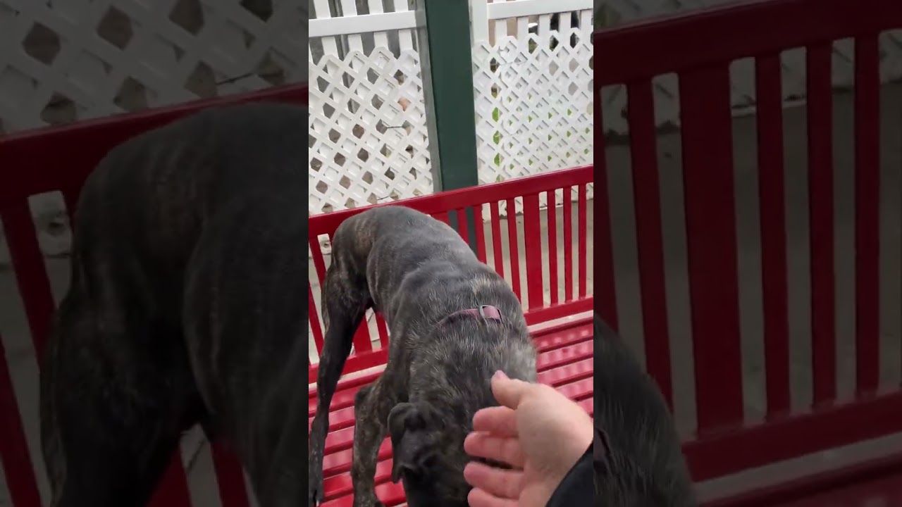 Tulip A657121 Cane Corso Front Street Shelter Sacramento CA