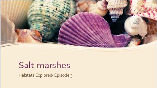 Habitats Explored-Episode 3 | Salt Marshes