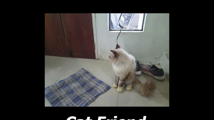 Cat Friend - Ralph Palermo (Original Song)