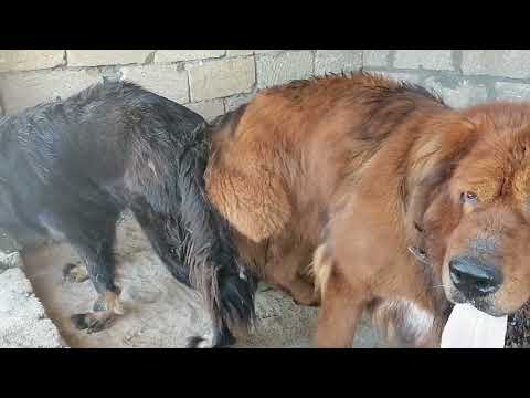 вязка, тибетский мастиф, Tibetan mastif