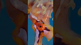 Australia Has Real Life Dragons Watch This Leafy Seadragon Dad With 100S Of Eggs