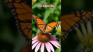 Butterfly #butterfly #cute #artcraft #comedyshorts #dreamtrackai #trending