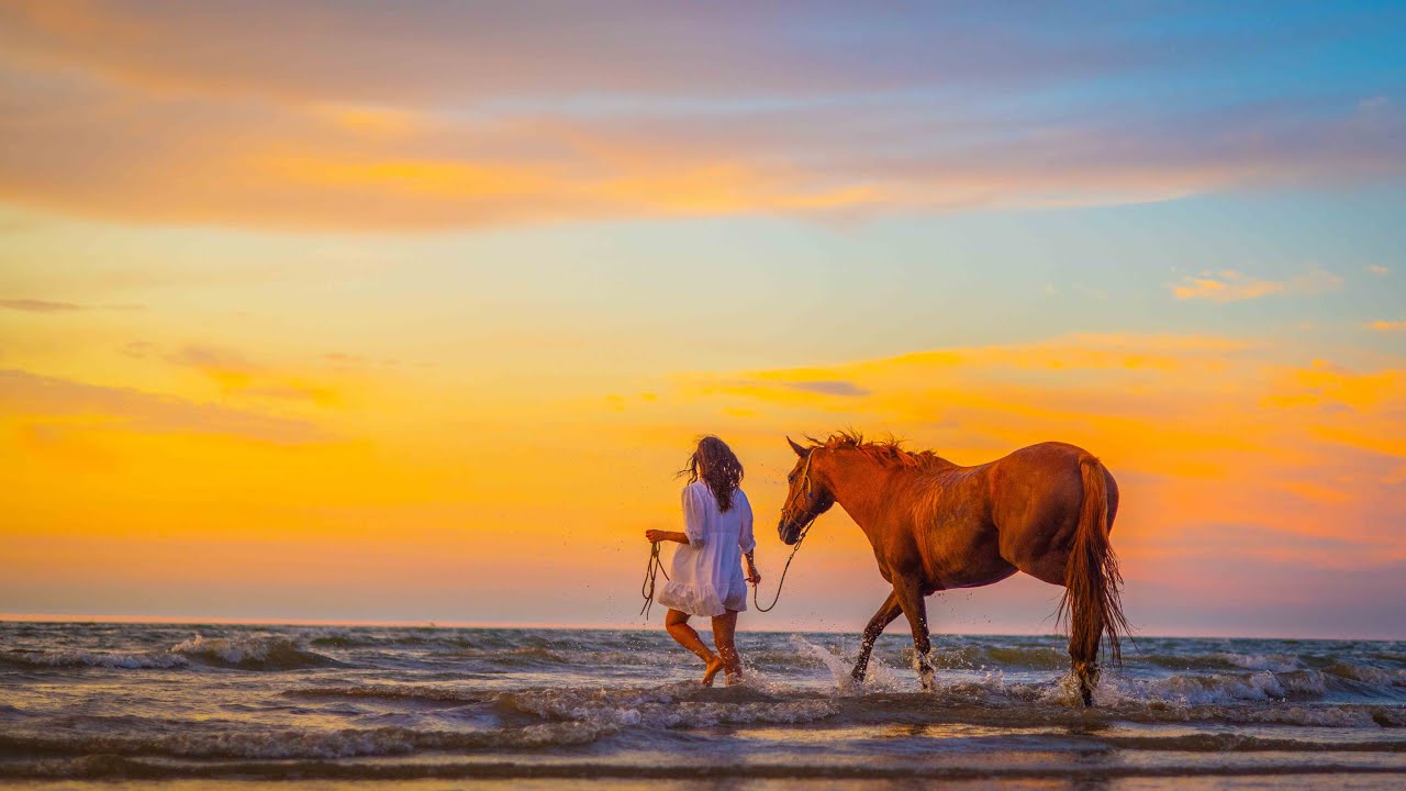 Horses Sunset YouTube